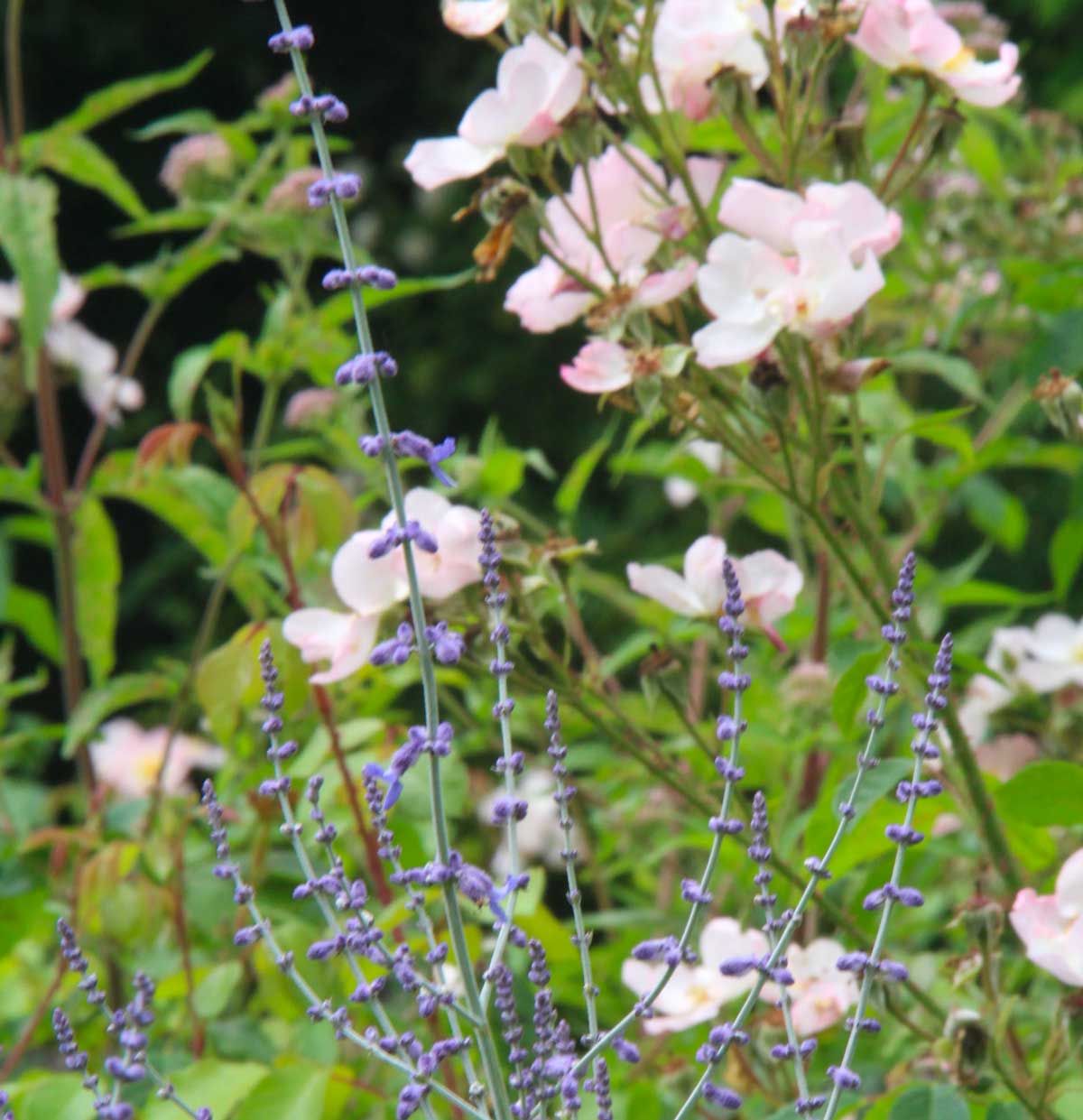 close-up on wild roses and perowskia flowers