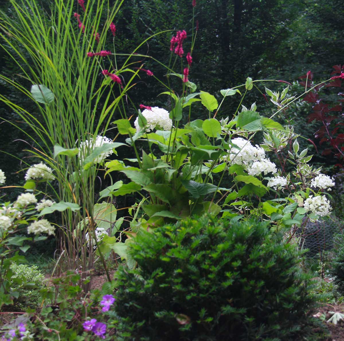 zoom sur une partie d'un jardin anglais avec boule d'if, miscanthus et boules d'annabelles
