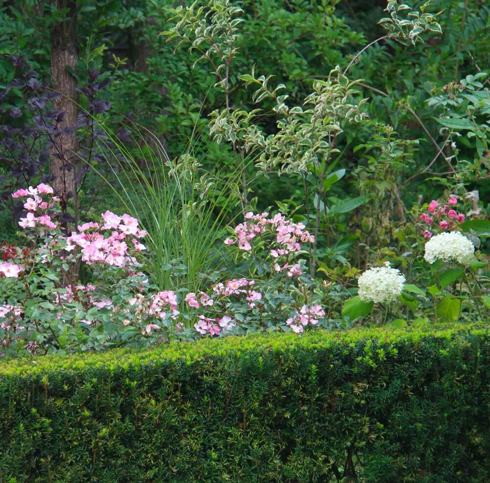 yew hedge trimmed with roses and hydrangeas behind