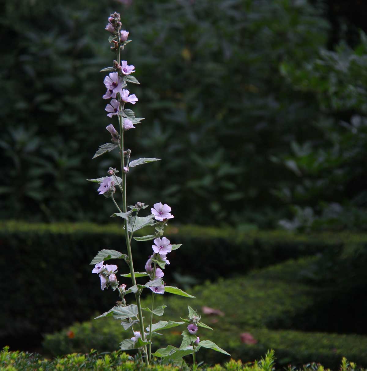 close-up on a purple flower