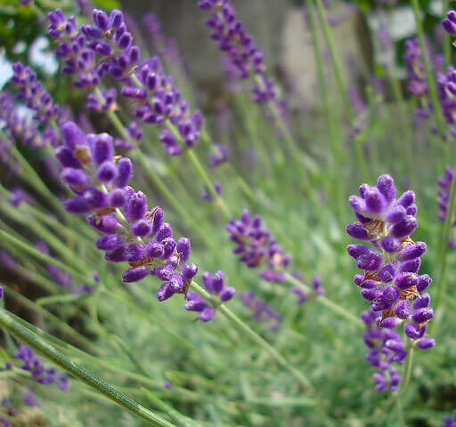 close-up on lavender flowers