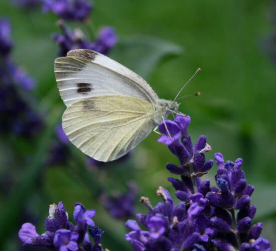 papillon posé sur de la lavande