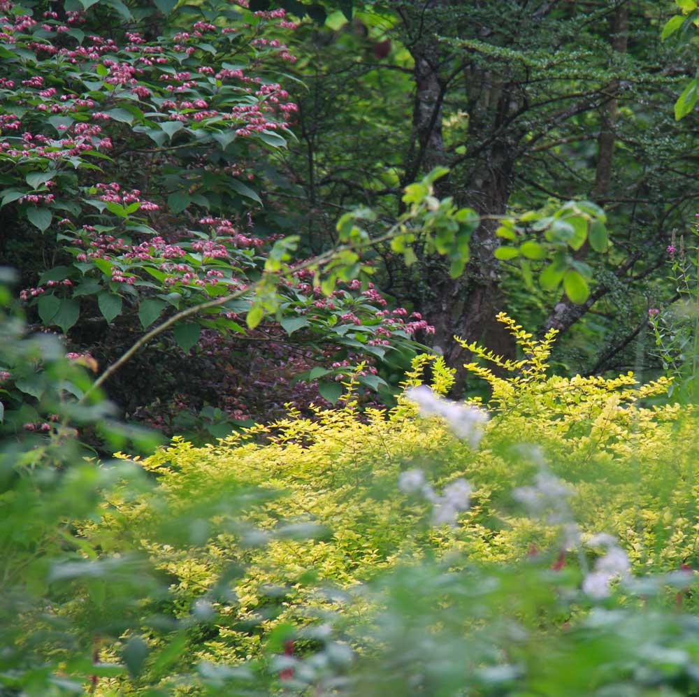 golden shrubs