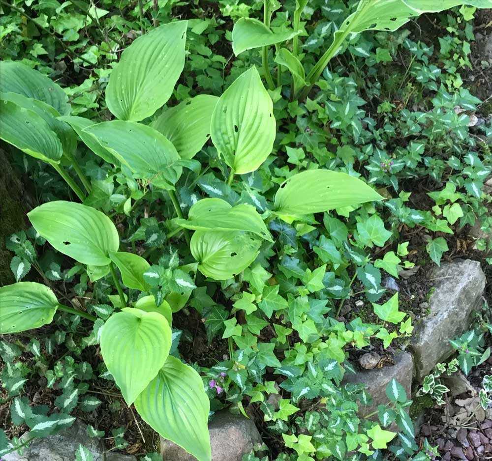 zoom sur jardin nature libre avec différents lierres mêlés à de belles plantes vertes