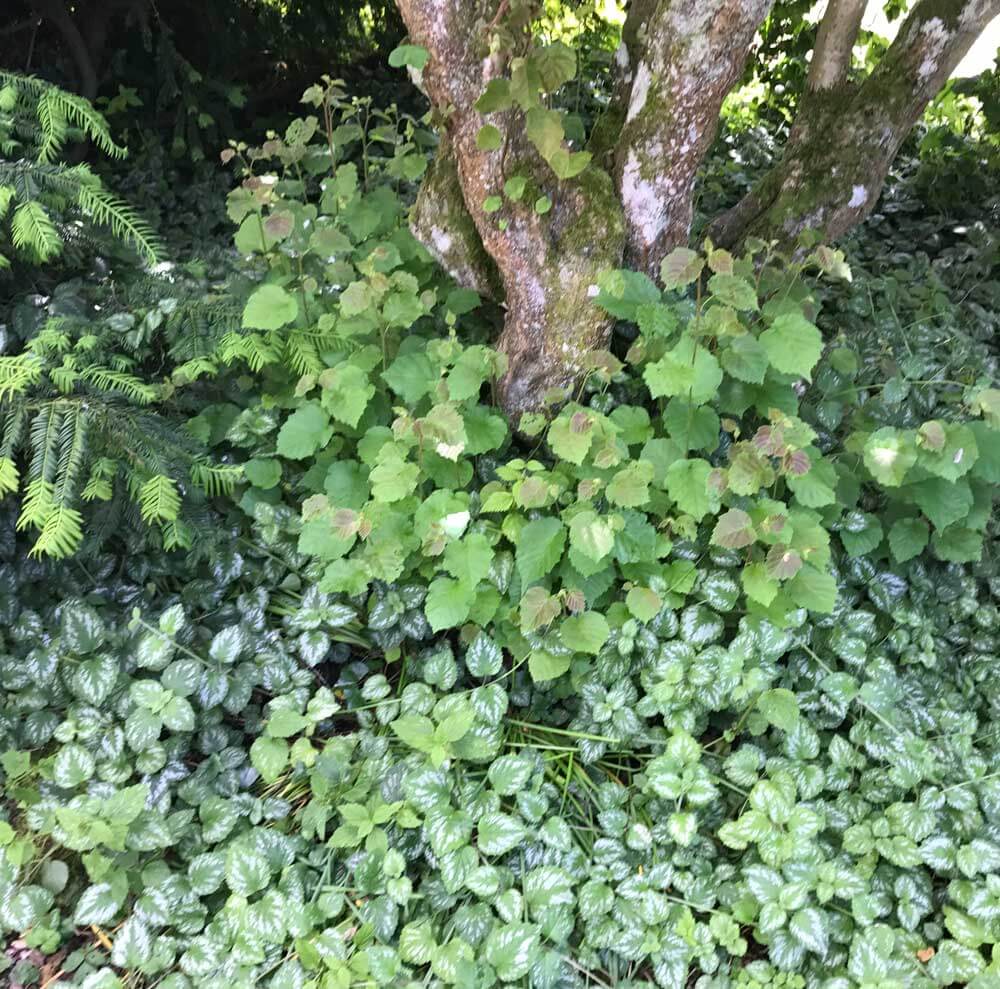 gros plan au pied d'un arbre où la verdure envahit le sol