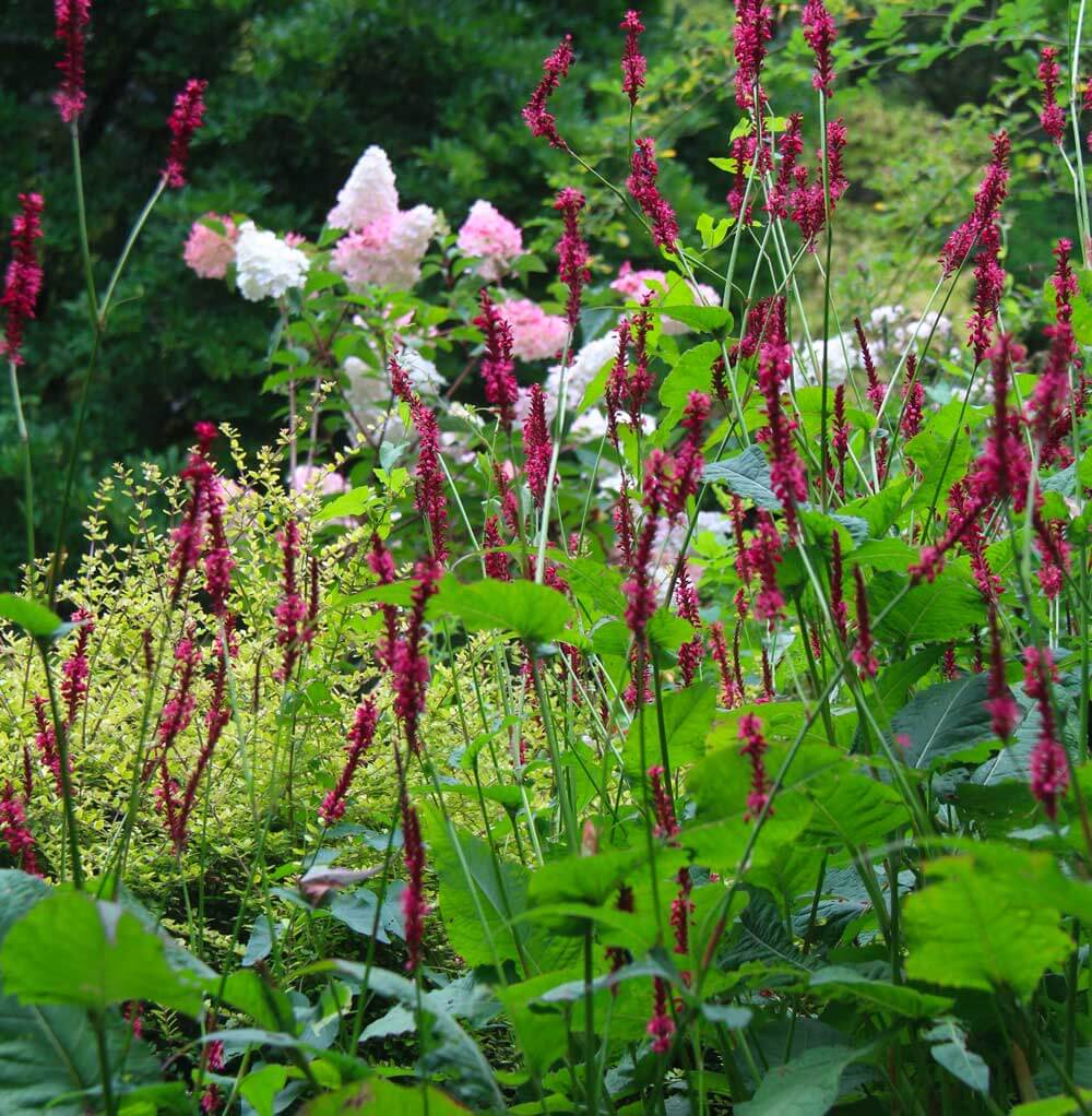 pink and white hydrangea in background and pink persicaria in foreground