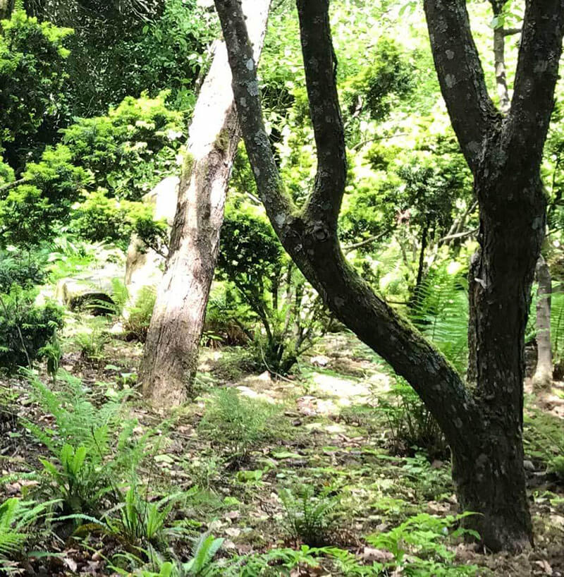 mix of trees in free nature garden