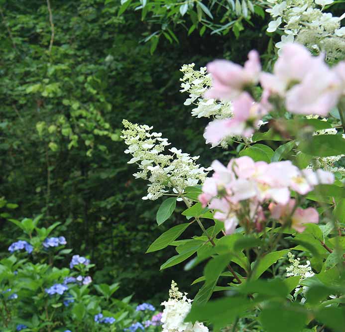 Vue d’un hydrangea en fleurs du Jardin Nature et Structure