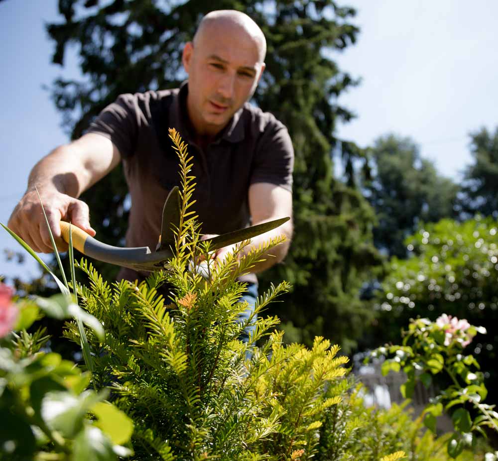 Homme en train de tailler un if du jardin Nature et Structure