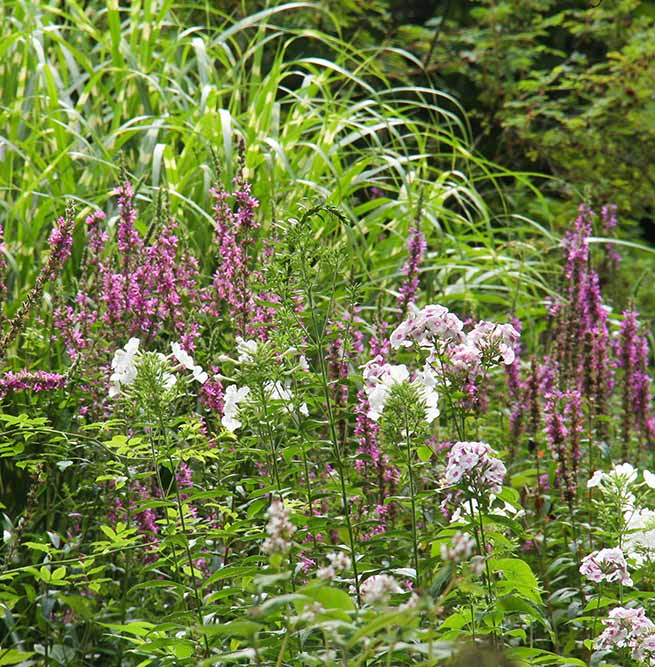 Haie d’if qui entoure des vivaces colorées du jardin Nature et Structure