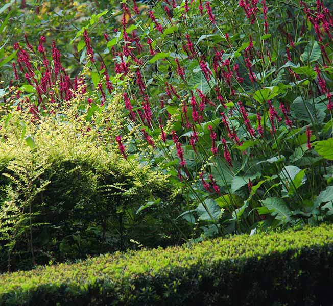 Haie d’if qui entoure des vivaces colorées du jardin Nature et Structure