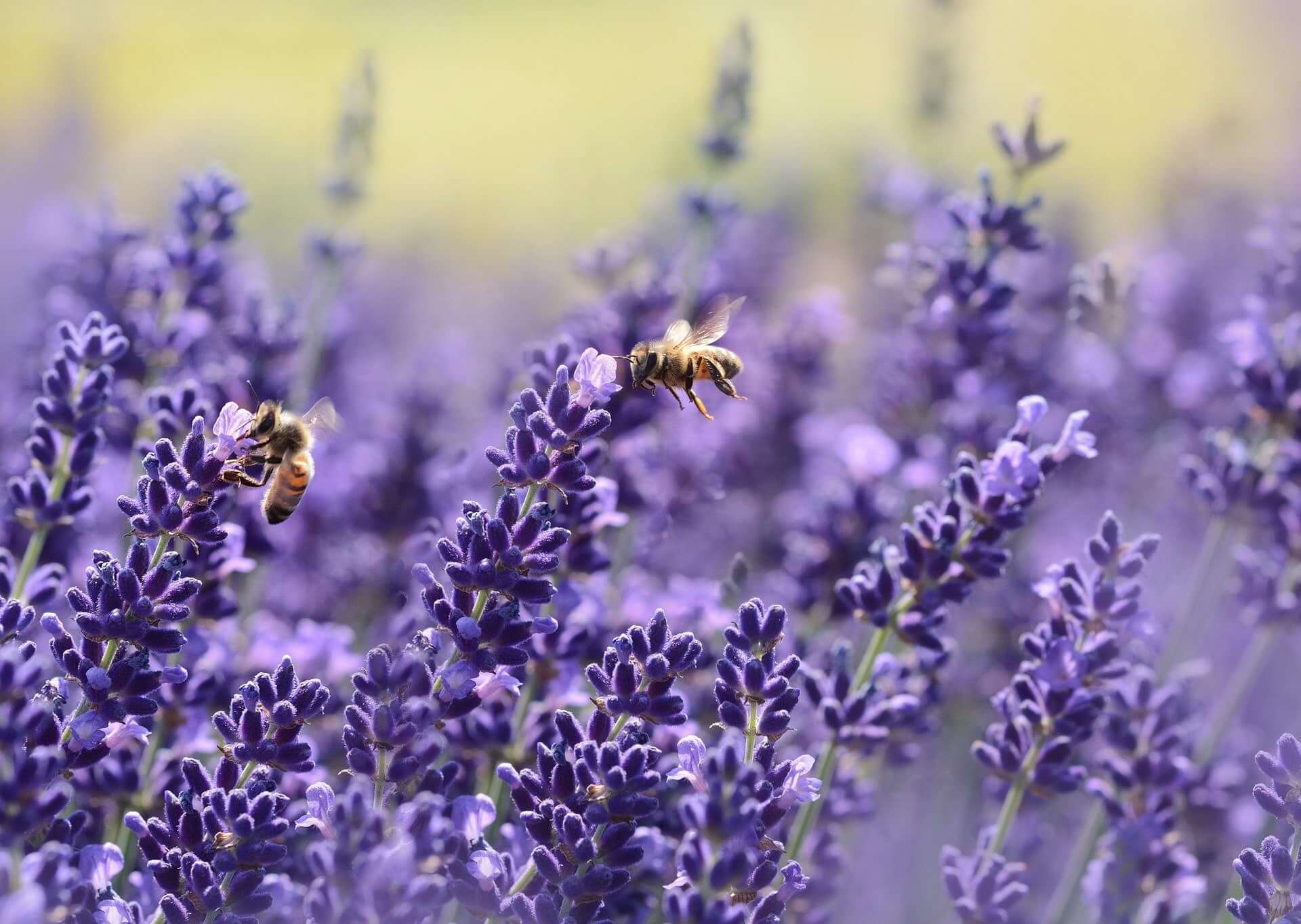 Gros plan sur des abeilles en train de butiner de la lavande