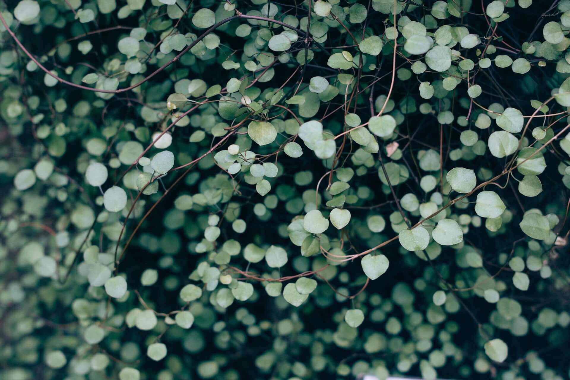 Close-up on plant with creepers and small heart-shaped leaves