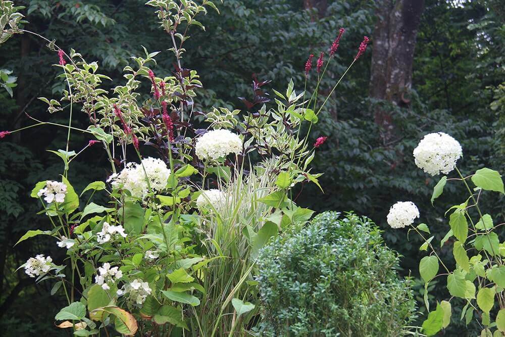Hydrangea and yew hedges from Draw Me A Garden gardens