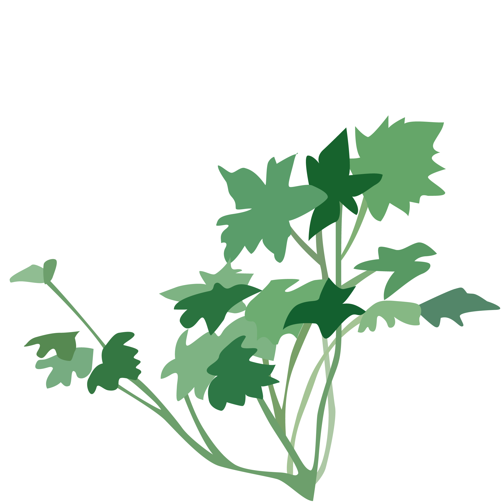 aquarelle du géranium rozanne 