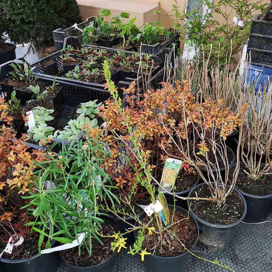 photo of a set of potted plants delivered with a draw me a garden garden