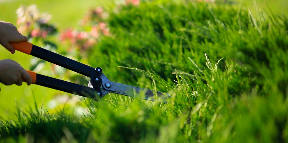 Photo of hands holding pruning shears while pruning a bush