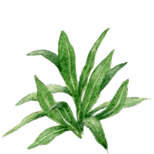 aquarelle de 