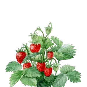 trans_plant_watercolor_alt_fraisier