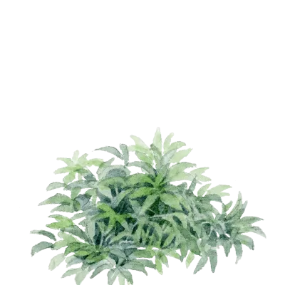 trans_plant_watercolor_alt_hellebores_orientalis_spotted_hybrids