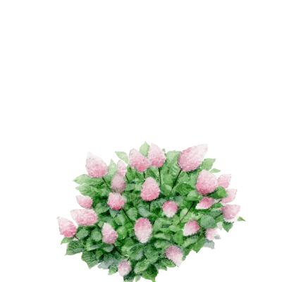 Aquarelle de l’hydrangea paniculata vanille fraise des jardins Draw Me A Garden