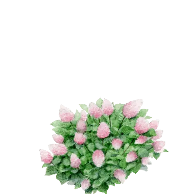 trans_plant_watercolor_alt_hydrangea_paniculata_vanille_fraise