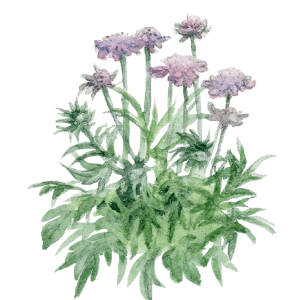 aquarelle de la scabieuse rose