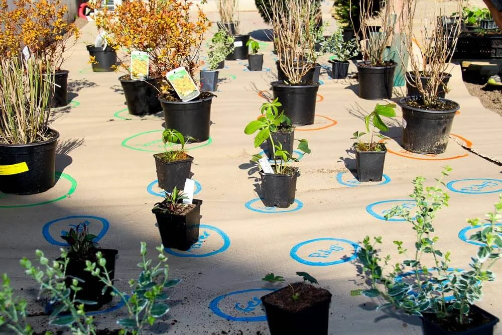 overview of potted plants positioned on the biodegradable cardboard during a draw me a garden installation