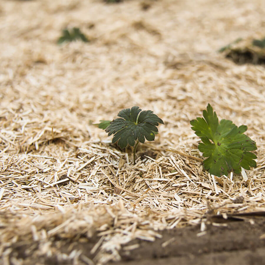 close-up on flax mulch delivered in the kit ready to plant draw me a garden with some emerging shoots