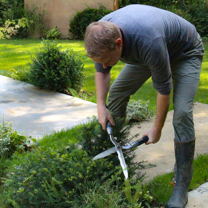 the expert landscaper of draw me a garden, Guillaume Gosse de Gorre, pruning a bush.