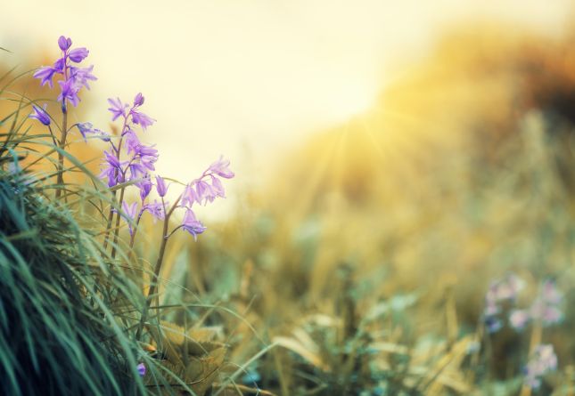 Ensoleillement au jardin - fleurs à la lumière du matin